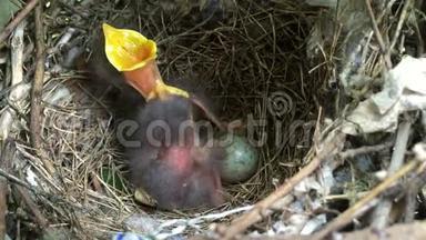 双鸟宝宝和蛋在巢中